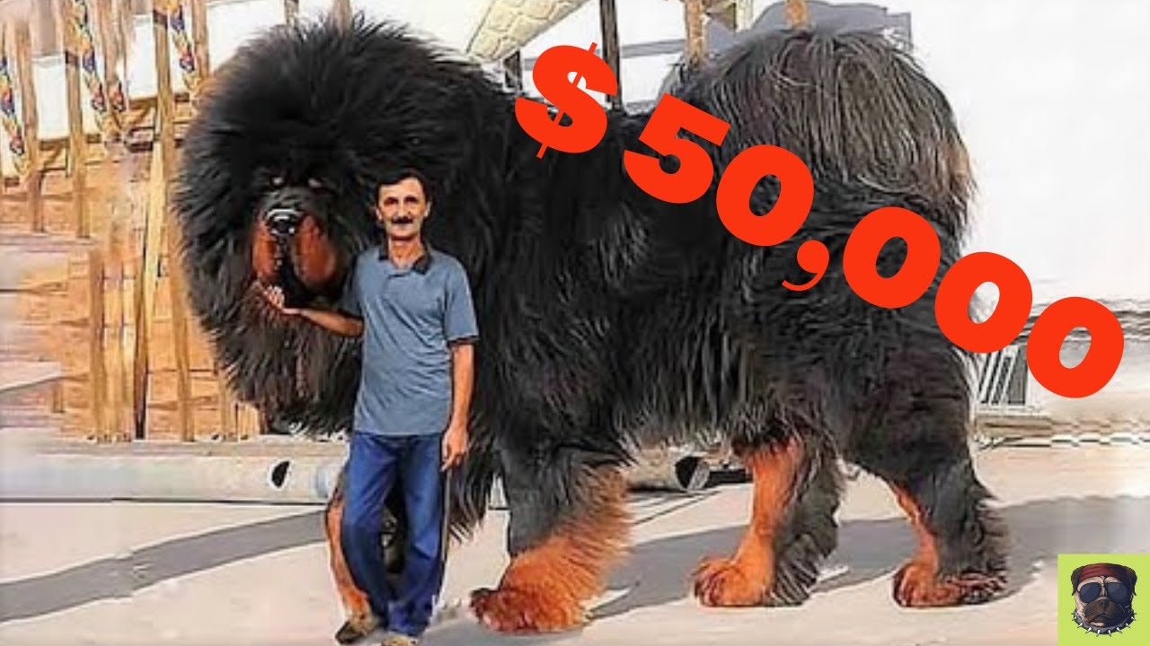 most expensive dog breeds in 2021- 2022