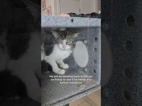 Video: Pet Scoop: Stray Cat, Asperger’in çocuğuna yardım ediyor.