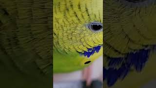 Budgie Eyelashes