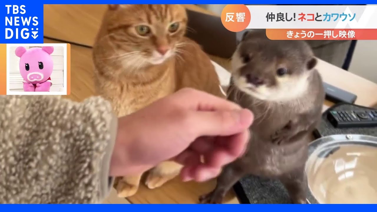 仲良し♡カワウソ&ひよこ 一押し映像】仲良し猫とカワウソ 仕草も似てる！？【Nスタ】｜TBS