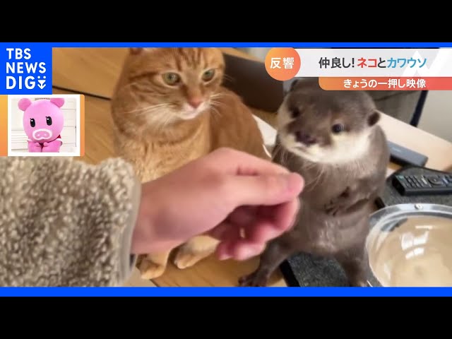 一押し映像】仲良し猫とカワウソ 仕草も似てる！？【Nスタ】｜TBS