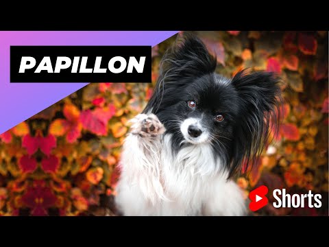 Video: De Trendy New Kind of Dog Treat Papillons Go Nuts For