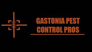 Gastonia Bees, Wasp, Hornet Pest Control | Bee, Wasp, Hornet Pest Control Service in Gastonia NC