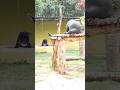 How Does Bear Cool itself Down Heat Zoo