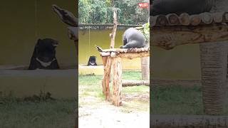 How Does Bear Cool itself Down Heat Zoo