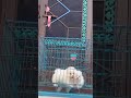 #toypomeranian #pomdog #puppy #white #snow #trendingshorts #trending #trend #youtube #youtubeshorts