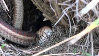 2 and a half minutes at a snake hibernaculum
