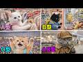 【仲良し猫4人組の休日】ショッピングセンターで性格の違う猫たちの個性が爆発!【血液型あるある】