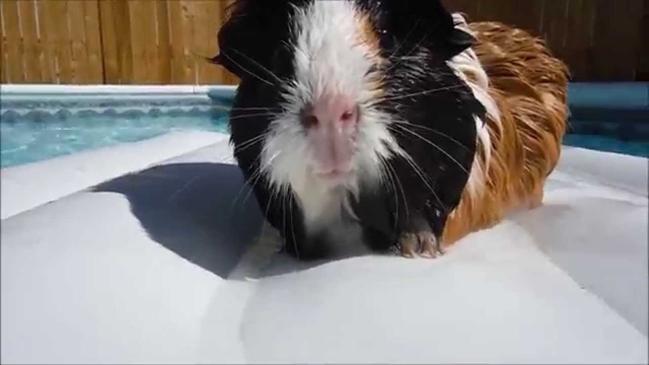 Guinea Pig Swimming YouTube