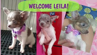 Meet our new Blue Chihuahua