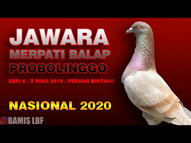 Para Juara Merpati Balap Nasional Probolinggo 2020 Youtube