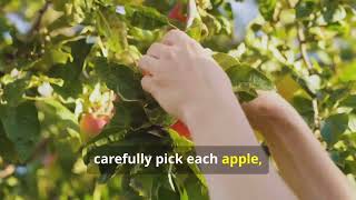 APPLE HARVESTING 101 | Garden and Farm Life Ideas
