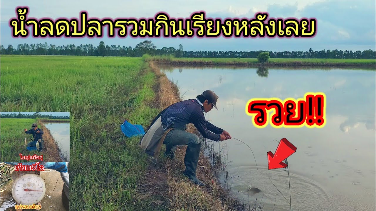 หมายนี้รวย!!ปักเบ็ดช่วงน้ำลดที่หมายเด็ดบ้านหนองหัวเรือหมายดังที่ปลาชุมมากติดเรียงหลังเลย