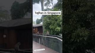 TejRan in Singapore!! 🔥❤️ #shorts #tejran