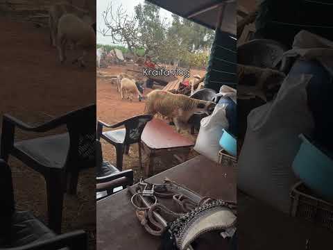 الحولي ديال جيران حصل كيشفر العلف ولاكين بصحتو