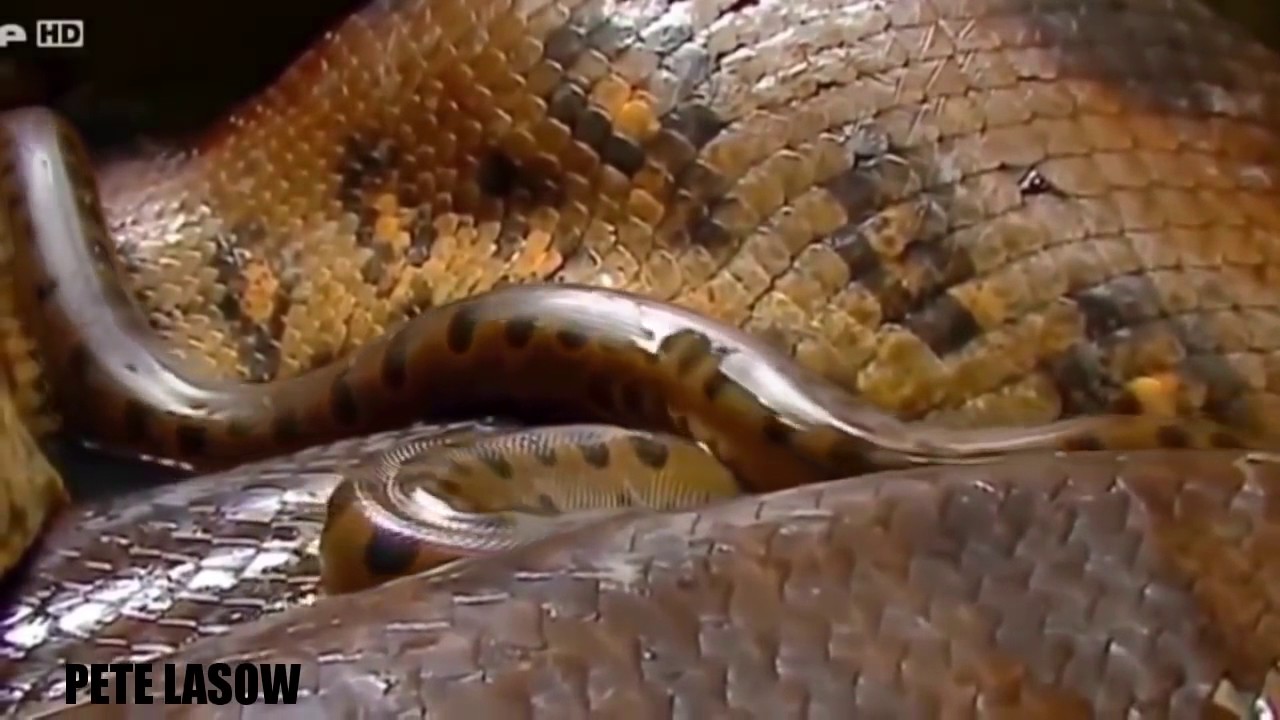 LA SERPIENTE DE PITÓN MÁS GRANDE DEL MUNDO ANACONDA GIGANTE