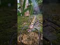 Explosive Defense! Bombardier Beetle Faces a Striped Spider"