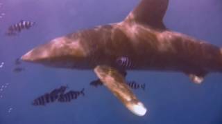 The sharks at Brothers islands and Daedalus reef