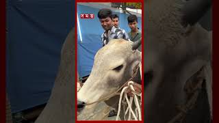        300feet qurbanieid qurbanihaat somoytvbulletin shorts