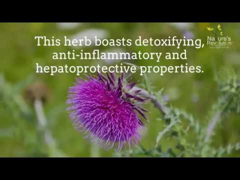 The Benefits of Milk Thistle