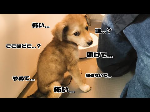 【野犬保護犬】処分されてたかもしれない子犬の10日間