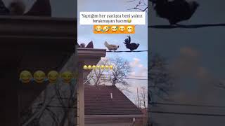 Canım Ablam Sen Nederse O