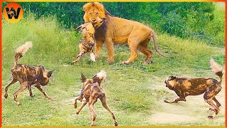 15 Crazy Moments! Wild Dogs Want to Save Brother From Lion | Animal World