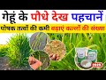 Identify the correct nutrient deficiency in wheat and apply the correct fertilizer get High yeld. 