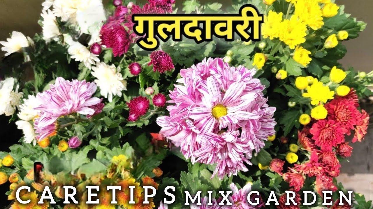 GULDAVARI PLANT CARETIPS BY MIX GARDEN.................................