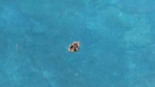 Tiny Creature in a Big World
