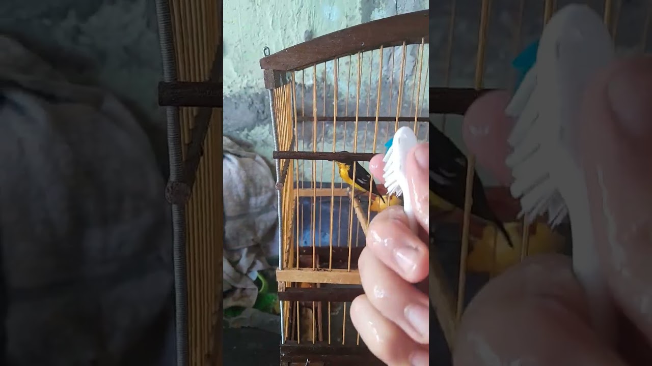 Meu guriatã tomando um Banho! Natureza é linda