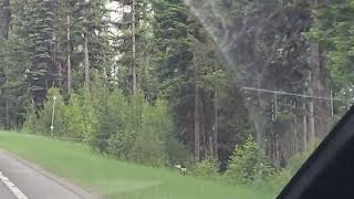 Forest by Seely Lake