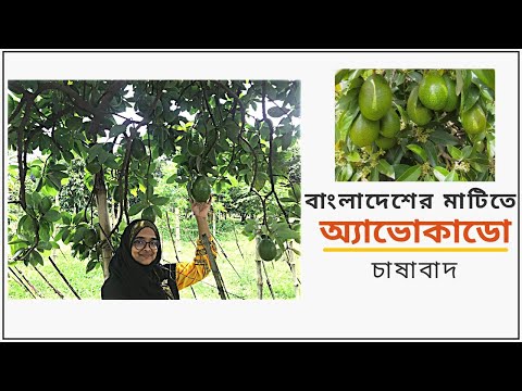 ভিডিও: অ্যাভোকাডো সহ পিস্তা মাউস