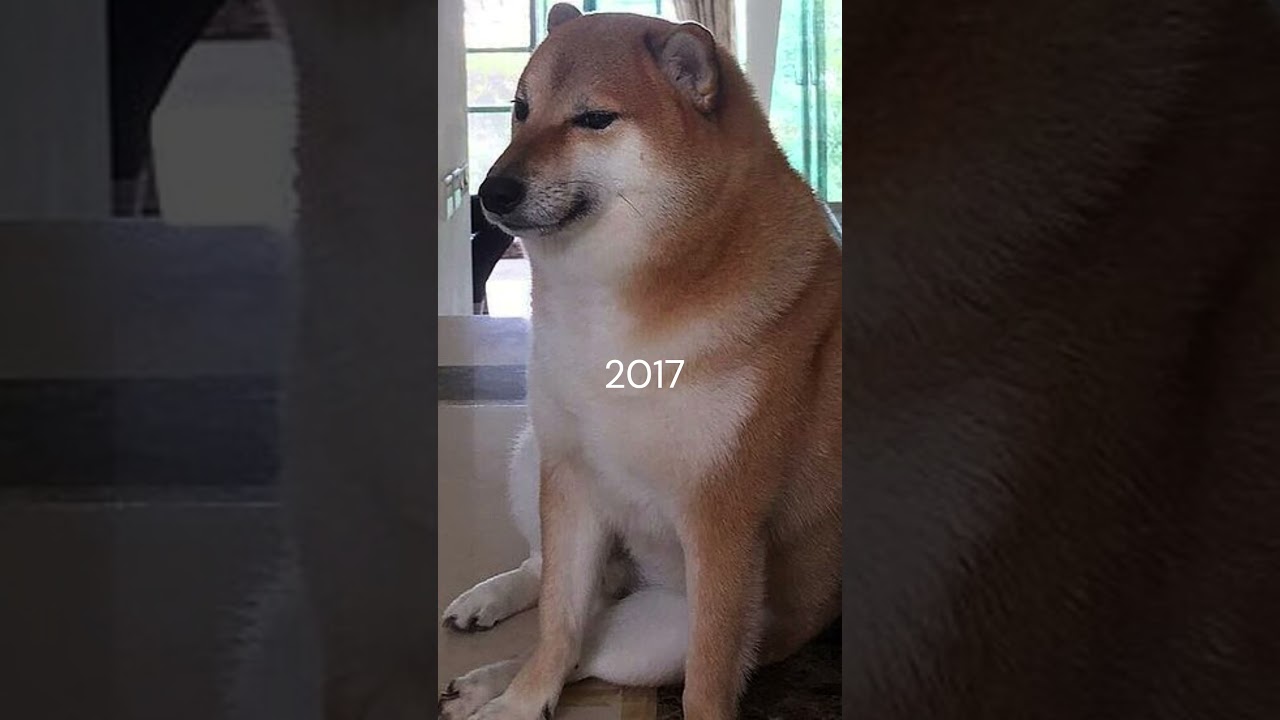 Cheems Then Vs Now(RIP Cheems) 