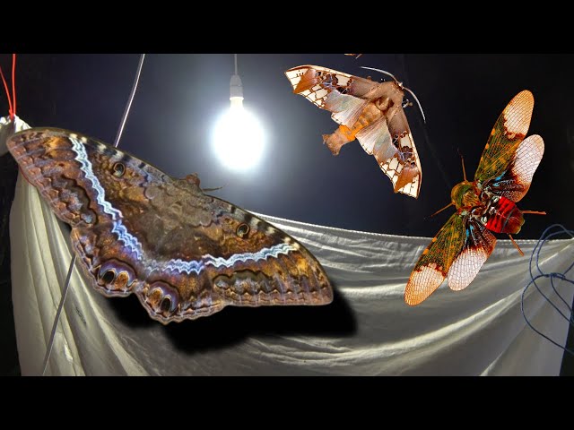 MOTH Light Trap attracts COOL Insects! [SE Brazil] class=