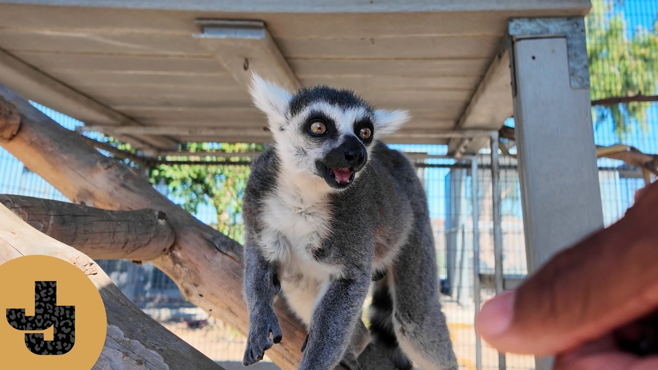 Встретиться со своими старыми лемурами спустя столько лет снова.
