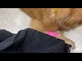 少し疲れたハロ