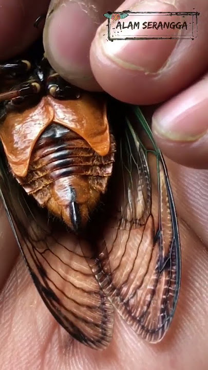 Suara nyaring Turaes |Tonggeret|Garepung |Cicada #short #cicada