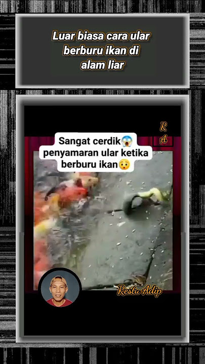 Sangat Cerdik..Tipu daya ular .