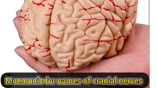 Easy Mnemonic For Names Of 12 Pairs Of Cranial Nerves Cranial Nerves.