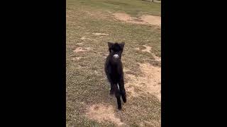 Mischievous Little Donkey Cute Animal Moments