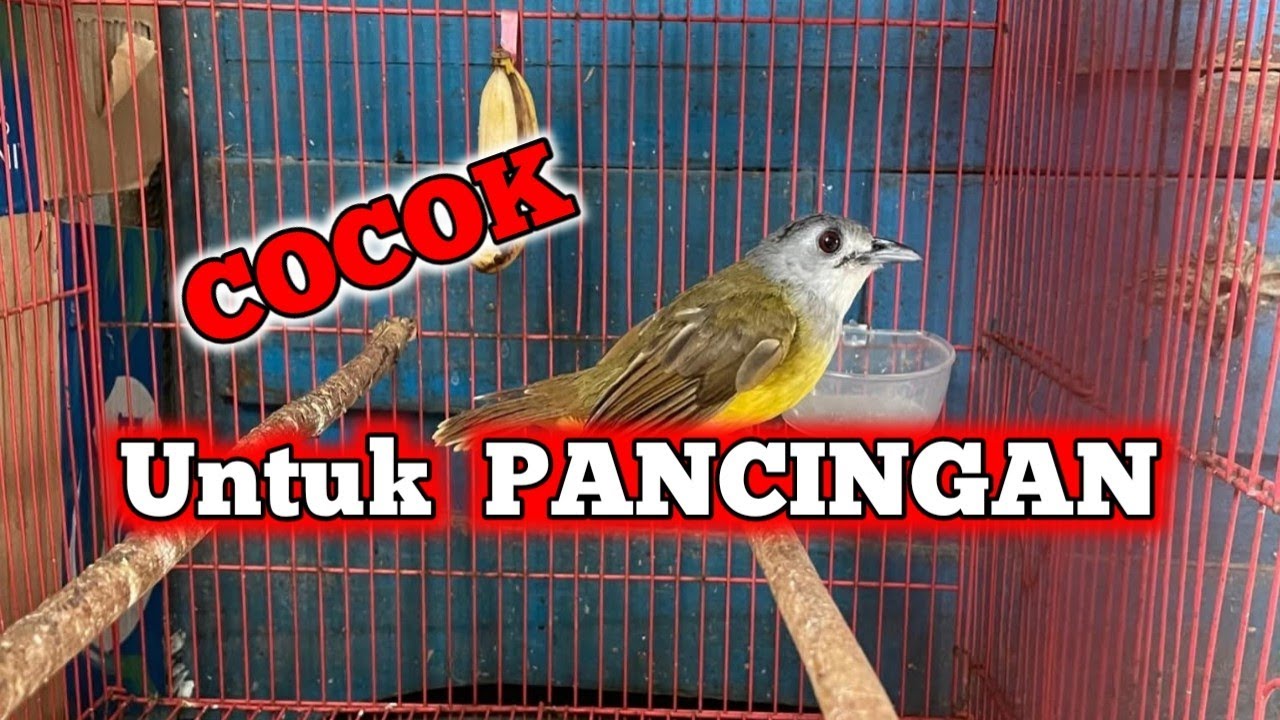 Suara burung kapas kunyit kasar