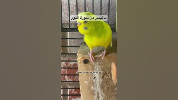 #سورة_النور #قرآن #المصحف #غض_البصر #العراق #السعودية #اكسبلور #طيور #البادجي #quran #birds #texas