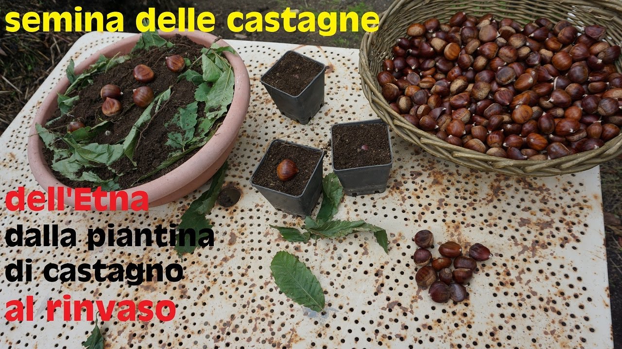 Semina delle castagne dell'Etna dalla piantina di castagno al rinvaso