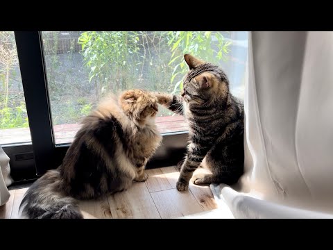 日向ぼっこをしていたら大喧嘩に発展してしまった猫w