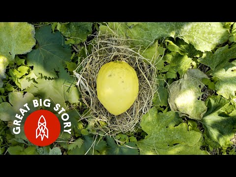 Video: Etrog augļu informācija - kas ir etrogs un citrona kopšana