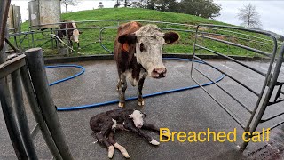 Calving is flying by and just a little bit of rain