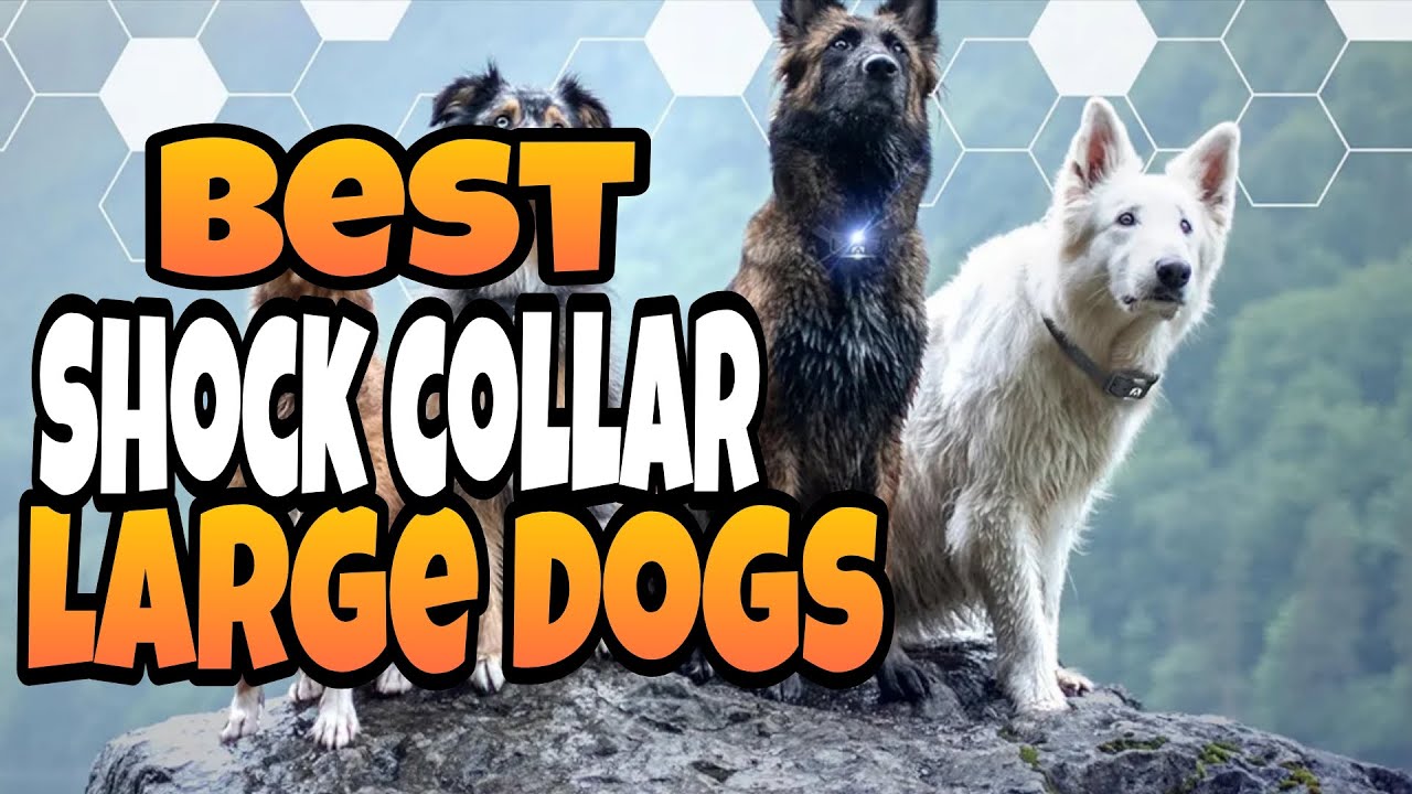 Top 3 ✅ Best shock collar for large dogs reviewed in 2025-2026 