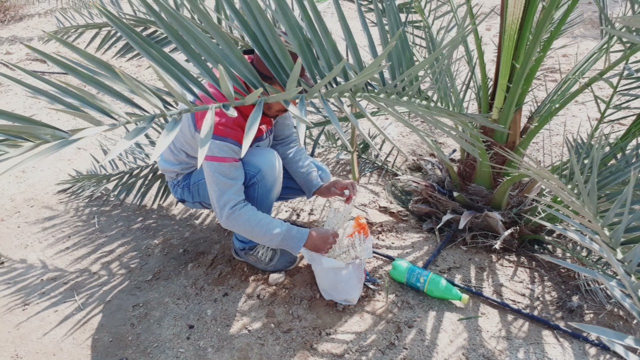 شاهد طريقة تلقيح النخيل البرحى