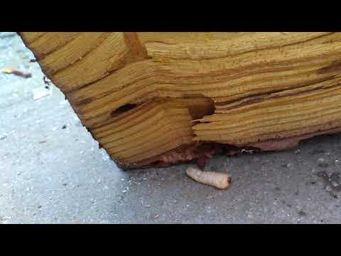 Carii de lemn priviți ce poate să facă lemnului...